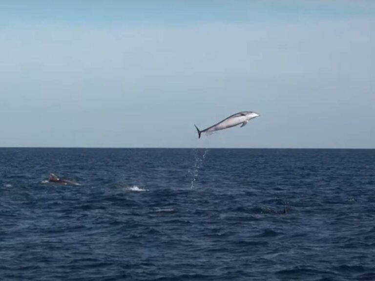 DELFINES EN TORREVIEJA