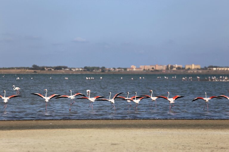 LA SEDE UNIVERSITARIA DE TORREVIEJA ORGANIZA MAÑANA LA VIDEOCONFERENCIA «ENTRE FLAMENCOS: HISTORIA DE UN EVENTO EXCEPCIONAL»