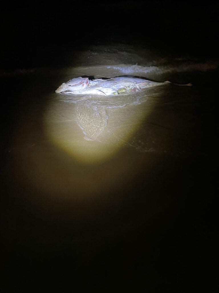 Aparece un atún de grandes dimensiones muerto en la playa de la mata.