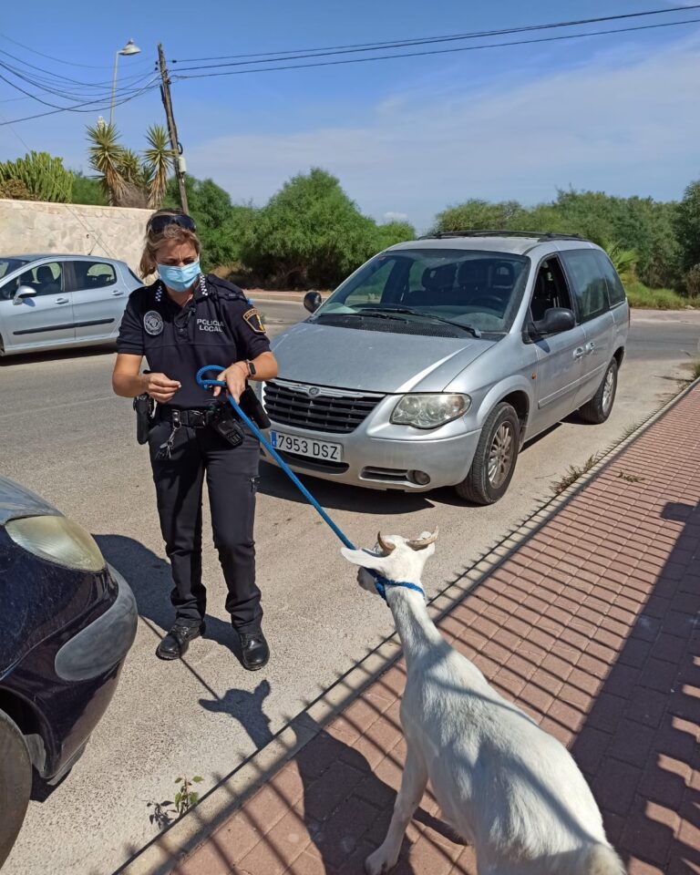 Cuando un animal se extravía