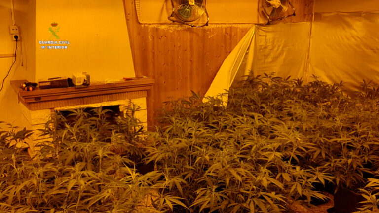La Guardia Civil desarticula en San Juan, Torrevieja y Gandia una importante red de marihuana