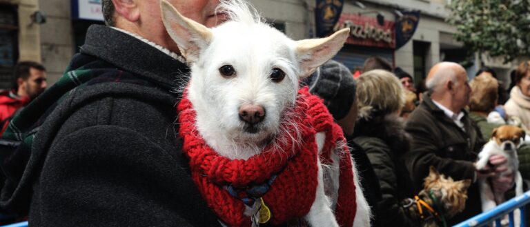 BENDICIÓN DE ANIMALES EL LUNES 17 DE ENERO CON MOTIVO DE LA CELEBRACIÓN DE SAN ANTÓN