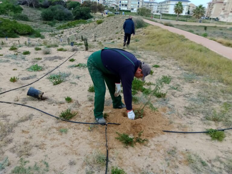 EL PARAJE NATURAL MUNICIPAL MOLINO DEL AGUA AVANZA EN LA RECUPERACIÓN DE LOS SABINARES Y ENEBRALES COSTEROS