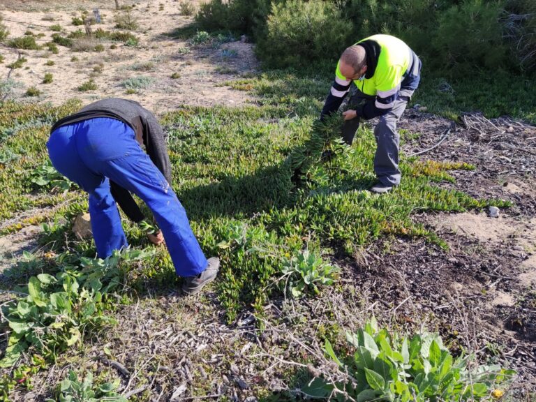 LA CONCEJALÍA DE MEDIO AMBIENTE RETIRA DE LAS DUNAS DE LA MATA VARIAS TONELADAS DE LA PLANTA INVASORA UÑA DE GATO