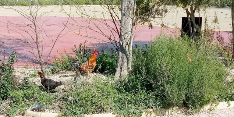 EN LOS PRÓXIMOS DÍAS SE INICIA UN CONTRATO PARA LA RECOGIDA DE AVES DOMÉSTICAS EN ESPACIOS URBANOS DE TORREVIEJA