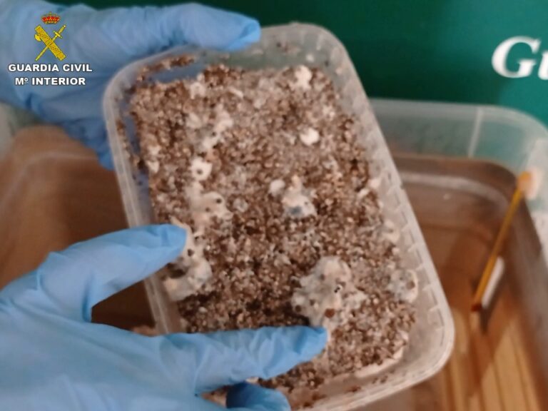 Detenido en Torrevieja por cultivar setas alucinógenas y traficar con ellas
