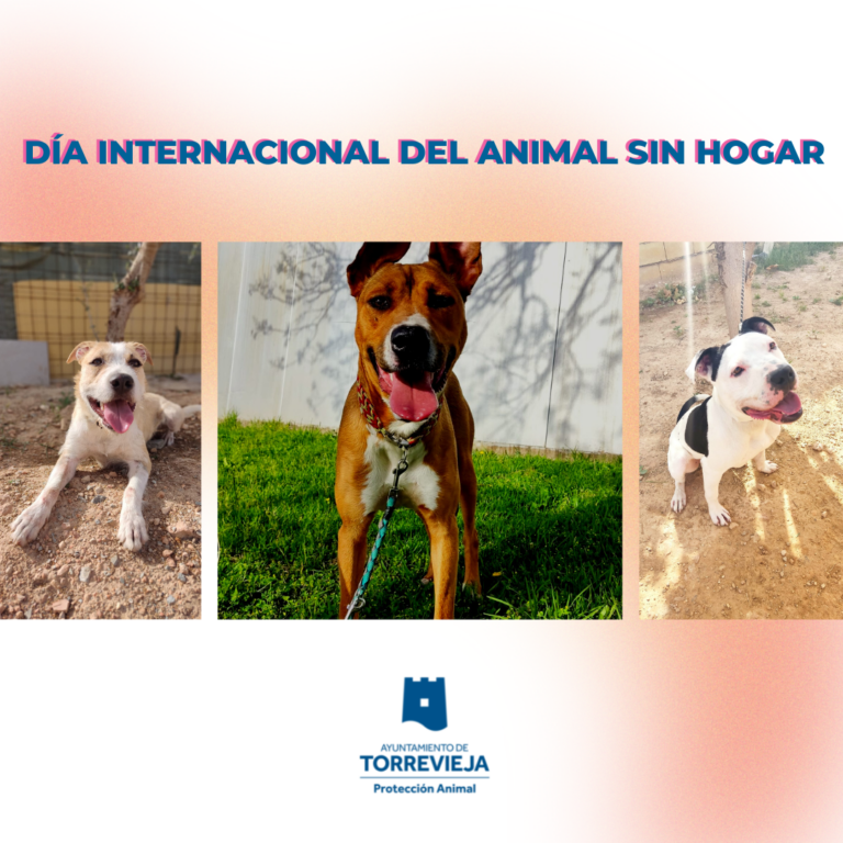 <strong>LA CONCEJALÍA DE PROTECCIÓN ANIMAL DEL AYUNTAMIENTO DE TORREVIEJA ANTE EL DÍA INTERNACIONAL DEL ANIMAL SIN HOGAR</strong>