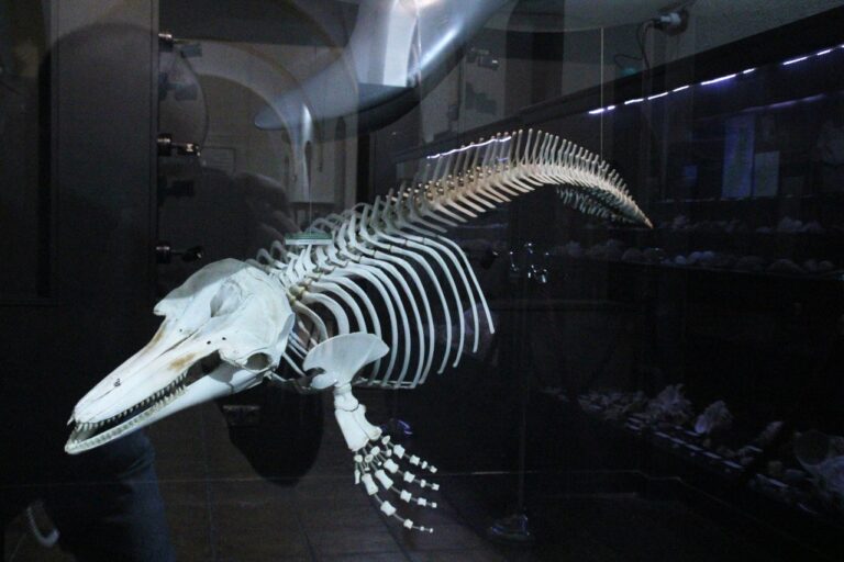 <strong>Completadas las inscripciones a las 50 visitas guiadas programadas al Museo de Historia Natural de Torrevieja</strong>