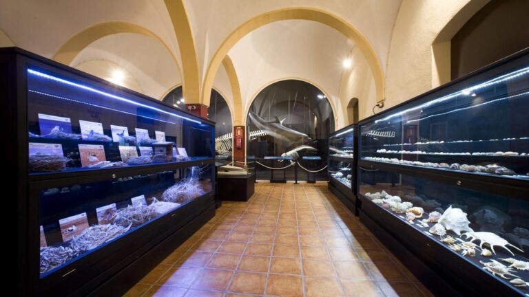 <strong>COMPLETADAS LAS INSCRIPCIONES A LAS 50 VISITAS GUIADAS PROGRAMADAS AL MUSEO DE HISTORIA NATURAL DE TORREVIEJA</strong>