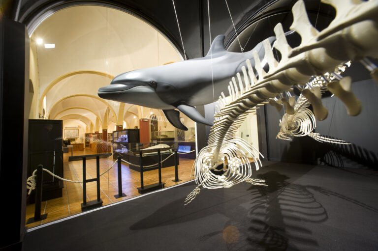 <strong>EL AYUNTAMIENTO REABRE EL MUSEO DE HISTORIA NATURAL CON VISITAS GUIADAS GRATUITAS</strong>