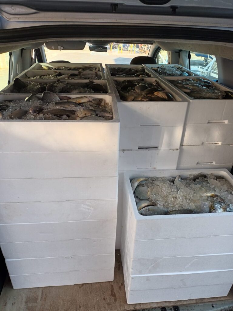 ALIMENTOS SOLIDARIOS RECIBIÓ LAS CAPTURAS DEL 14º OPEN INTERNACIONAL DE PESCA «LA PURÍSIMA» DEL REAL CLUB NÁUTICO DE TORREVIEJA