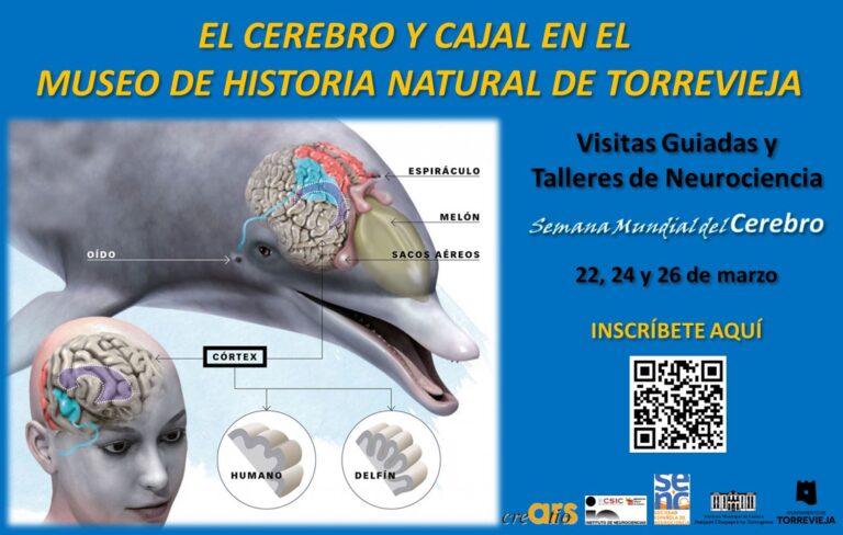 Ars Creatio organiza visitas guiadas y talleres de Neurociencia en el Museo de Historia Natural por la Semana Mundial del Cerebro