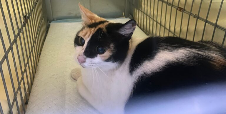 LA CAMPAÑA DE ESTERILIZACIÓN DE GATOS YA HA SUPERADO LAS 200 CASTRACIONES