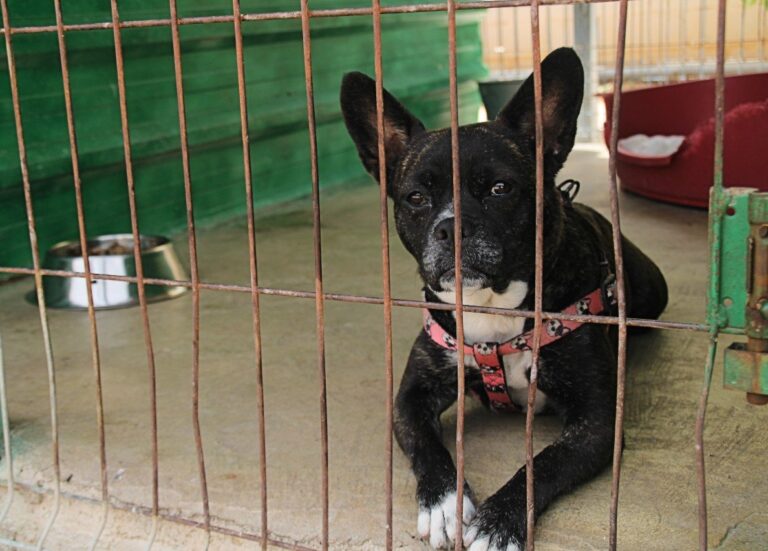 INICIADO EL TRÁMITE PARA LA MODIFICACIÓN Y ADAPTACIÓN A LA NUEVA NORMATIVA LEY 2/2023 Y LEY 7/2023 DE LA ORDENANZA MUNICIPAL REGULADORA DE LA TENENCIA DE ANIMALES