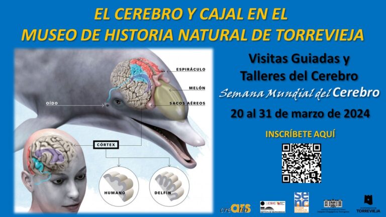 La asociación cultural Ars Creatio organiza la segunda edición de la actividad “El cerebro y Cajal en el Museo de Historia Natural”