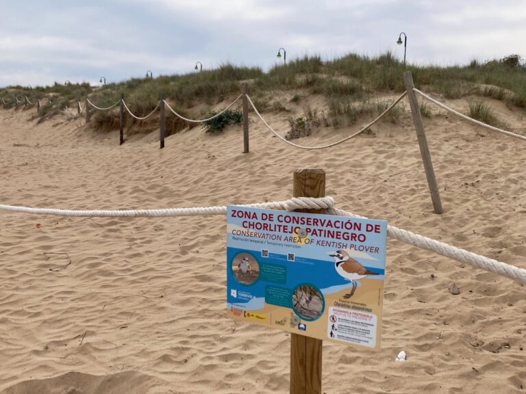 COMIENZA LA CAMPAÑA DE PROTECCIÓN DEL CHORLITEJO PATINEGRO EN LA PLAYA DE LA MATA