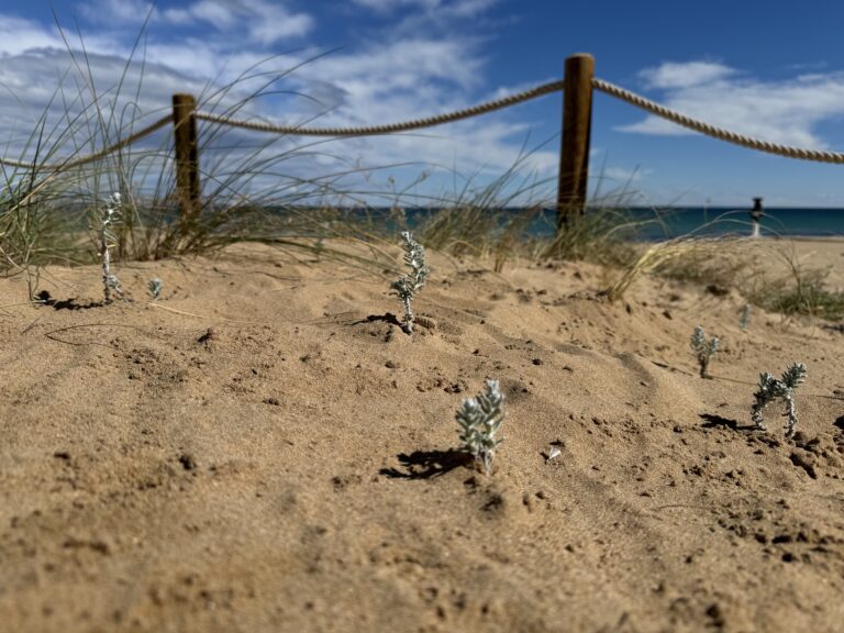 RECUPERACIÓN DE LAS DUNAS EN TORREVIEJA: UN PASO HACIA LA PRESERVACIÓN DEL MEDIO AMBIENTE COSTERO