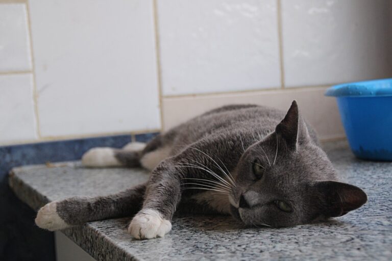 SALE A LICITACIÓN LA CONTRATACIÓN DE LOS SERVICIOS VETERINARIOS PARA EL ALBERGUE MUNICIPAL DE ANIMALES
