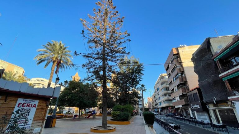 LA CONCEJALÍA DE PARQUES Y JARDINES REALIZA LABORES DE TRATAMIENTO SANITARIO A UNO DE LOS EJEMPLARES DE ARAUCARIA DE LA PLAZA DE LA CONSTITUCIÓN