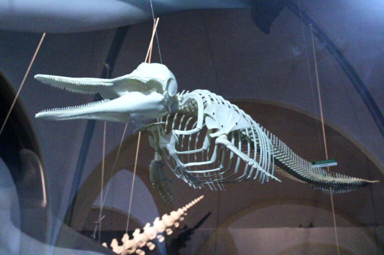 ESTE DOMINGO SE REANUDARON LAS VISITAS GUIADAS EN EL MUSEO DE HISTORIA NATURAL DE TORREVIEJA