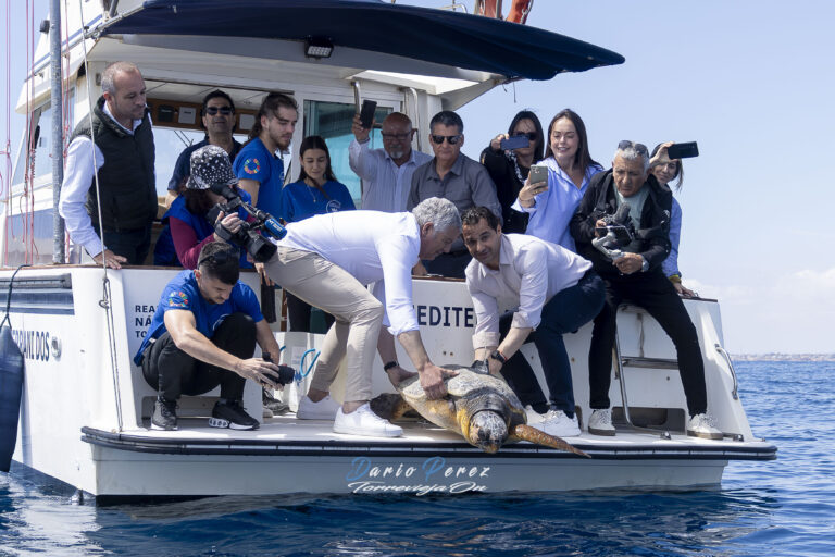 NUCA, LA TORTUGA RESCATADA HACE DOS MESES DEL PUERTO DE TORREVIEJA REGRESA AL MAR TRAS RECUPERARSE EN EL OCEANOGRÀFIC