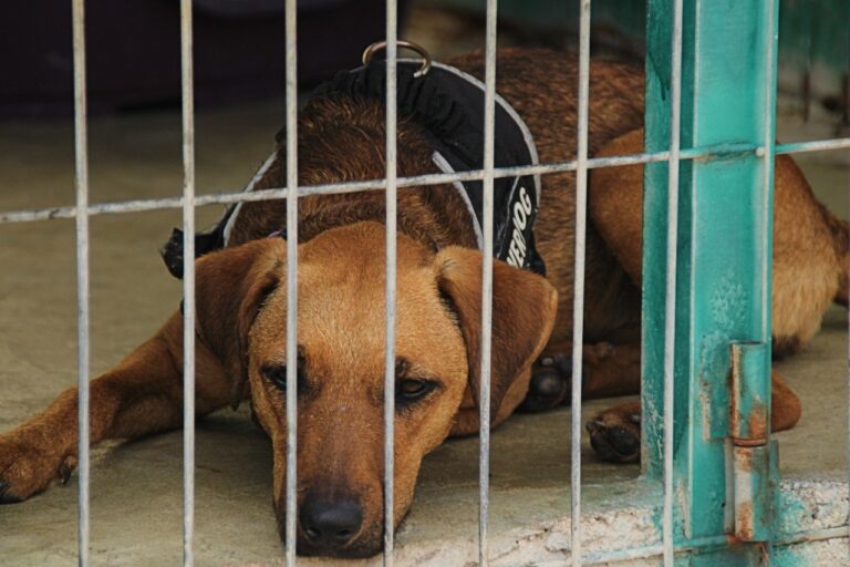 Torrevieja licita el servicio de atención y cuidado del Albergue Municipal de Animales por 642.136 euros