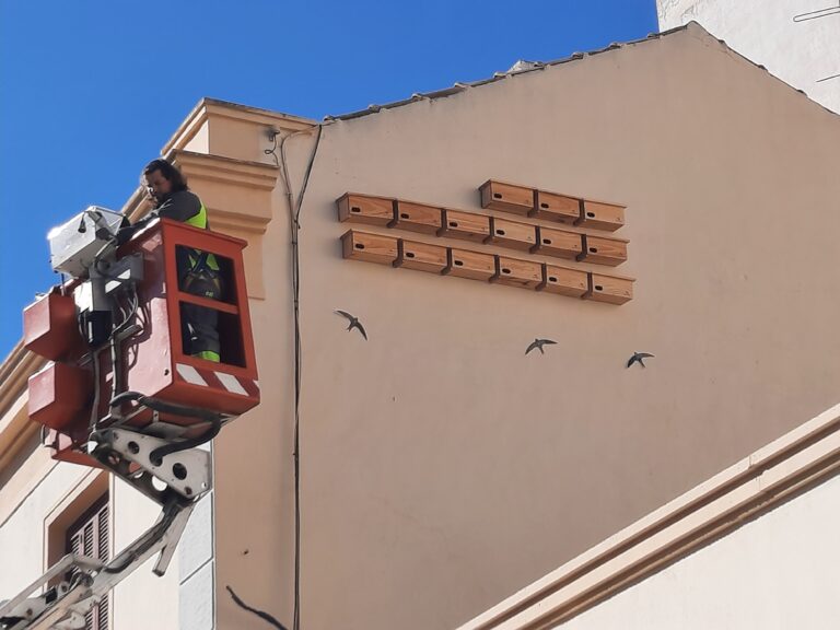 Torrevieja impulsa la biodiversidad urbana con nuevos nidales para vencejos y avión común y refuerza el control natural de mosquitos