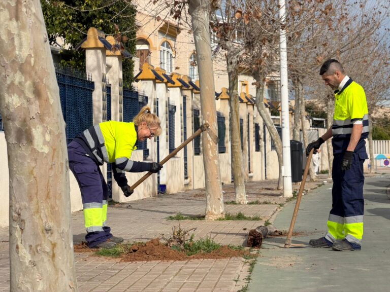 Torrevieja refuerza su arbolado urbano con la plantación de 42 nuevos árboles en las avenidas Delfina Viudes y Diego Ramírez
