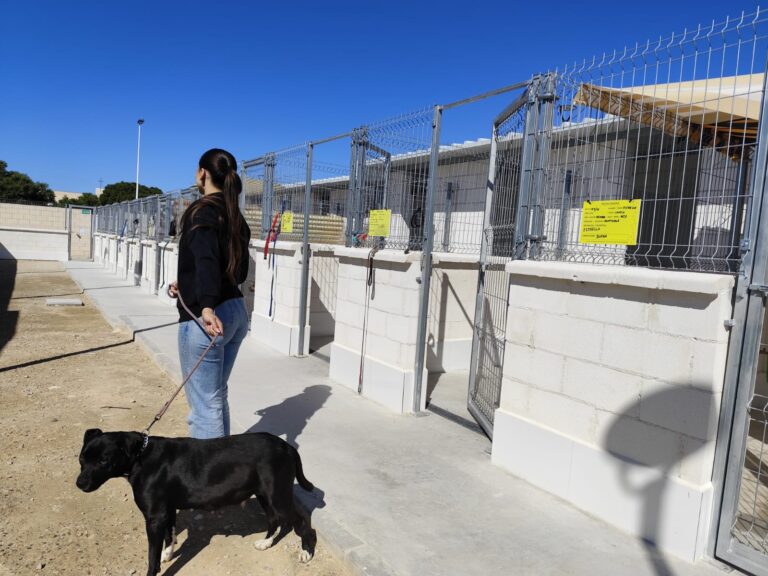 El Albergue Municipal de Animales de Torrevieja registró cerca de 300 adopciones de perros y gatos en 2025