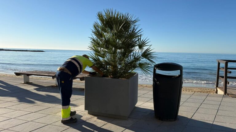 Torrevieja instala nuevos maceteros en el Paseo Juan Aparicio tras la revisión de palmeras