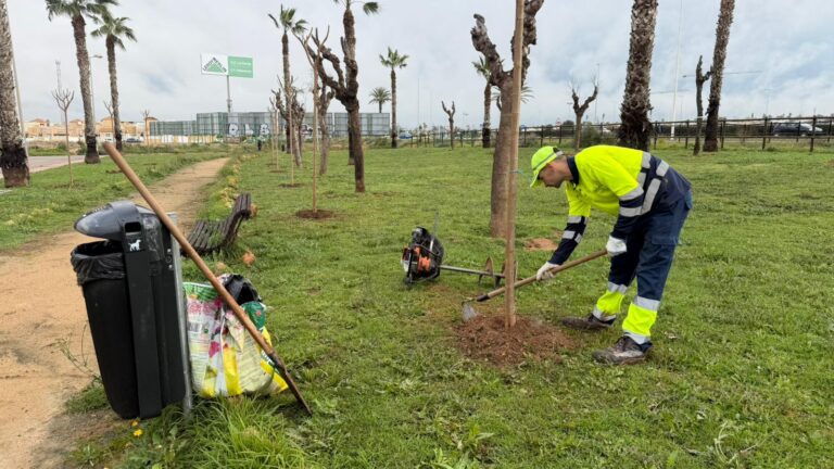Torrevieja refuerza sus zonas verdes con nuevas plantaciones en El Limonar y renueva el mobiliario urbano