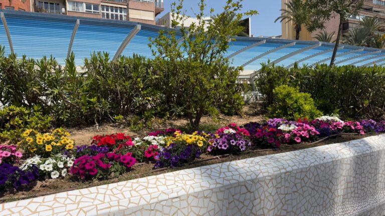 Torrevieja renueva sus zonas verdes con nuevas plantaciones en el Paseo Vista Alegre y la calle Campoamor