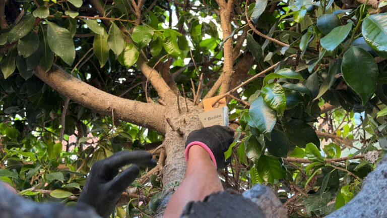 La concejalía de parques y jardines apuesta por la lucha biológica para proteger el arbolado urbano y reducir el uso de tratamientos químicos