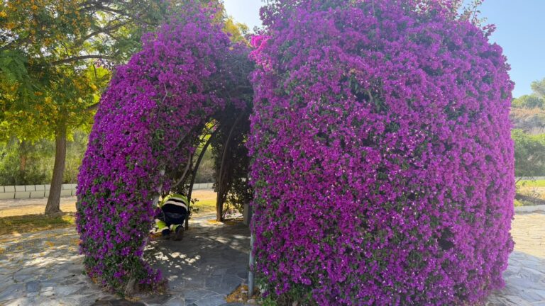 Torrevieja mejora el Parque Aromático con nuevas plantaciones de lavanda, tomillo y romero